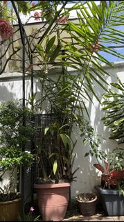 (Category: ) located in . Submitted by davrine (Listing ID 1443446893, Image 1). Description: .
