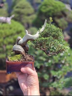 (Category: ) located in . Submitted by jia_bonsai_singapore (Listing ID 1443382390, Image 1). Description: .