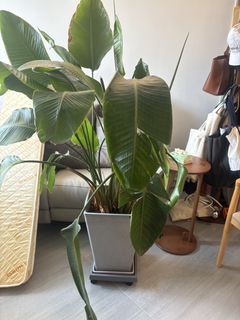 （分類：）位於 。 由 swiftmoon-aa27 提交（商品編號 1443364673，圖片 1）。簡介： 。