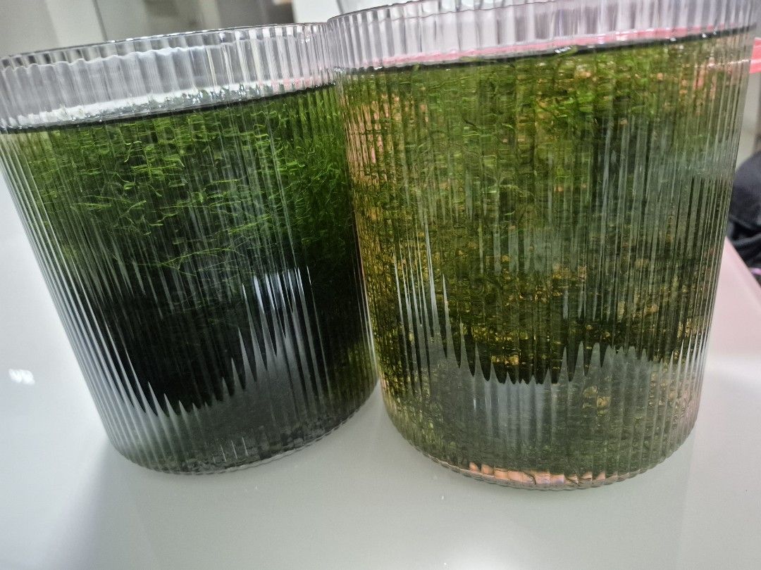 Live Aquatic Plants - Java Moss480246321266698240