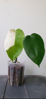 (Category: ) located in . Submitted by philo_foliage (Listing ID 1443324305, Image 1). Description: .