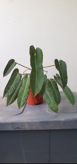 (Category: ) located in . Submitted by philo_foliage (Listing ID 1443324458, Image 1). Description: .