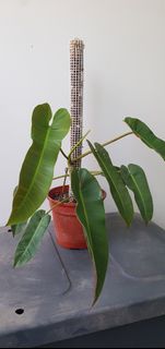 (Category: ) located in . Submitted by philo_foliage (Listing ID 1443324686, Image 1). Description: .