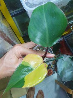 (Category: ) located in . Submitted by shop___ (Listing ID 1443349469, Image 1). Description: .