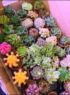 (Category: ) located in . Submitted by lushglassdoor (Listing ID 1443391097, Image 1). Description: .