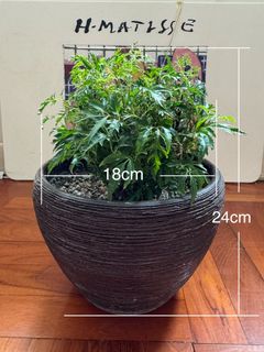 （分類：）位於 。 由 alec.gfun 提交（商品編號 1443574994，圖片 1）。簡介： 。