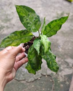 (Category: ) located in . Submitted by plantcorner (Listing ID 1443666770, Image 1). Description: .