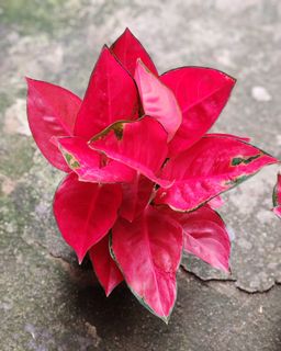 (Category: ) located in . Submitted by plantcorner (Listing ID 1443666512, Image 1). Description: .