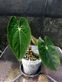 (Category: ) located in . Submitted by plantsnp (Listing ID 1443587199, Image 1). Description: .