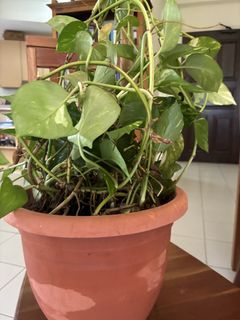 (Category: ) located in . Submitted by aditsrivastava (Listing ID 1443539494, Image 1). Description: .