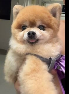 (Category: ) located in . Submitted by baobaoniu (Listing ID 1443631665, Image 1). Description: .