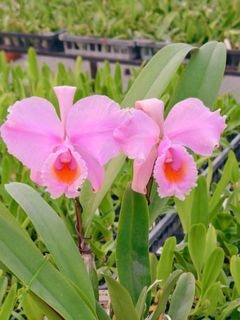 Cattleya Alliance  Collection item 3