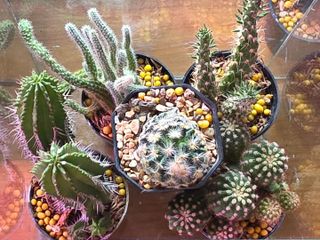 (Category: ) located in . Submitted by greenscape (Listing ID 1443555454, Image 1). Description: .