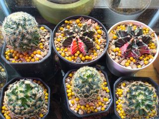 (Category: ) located in . Submitted by greenscape (Listing ID 1443556439, Image 1). Description: .