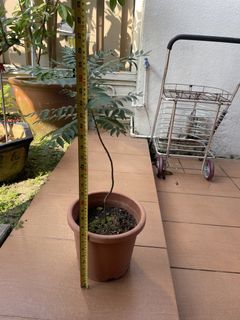 (Category: ) located in . Submitted by bigbear2015 (Listing ID 1443579772, Image 1). Description: .