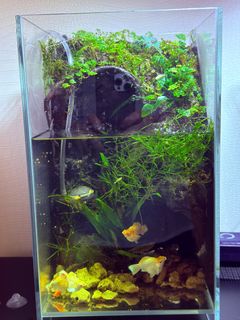 (Category: ) located in . Submitted by edwinchua (Listing ID 1443684991, Image 1). Description: .