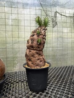 (Category: ) located in . Submitted by desert.grower (Listing ID 1429421567, Image 1). Description: .