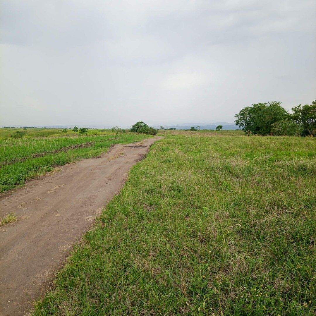 Farm Lot (Category: Lot) located in Tuguegarao City. Submitted by mighty_angelyn (Listing ID 1443562988, Image 2). Description: Farmlot for sale: Maguilling, Piat✅✅✅ Rush!Rush!.