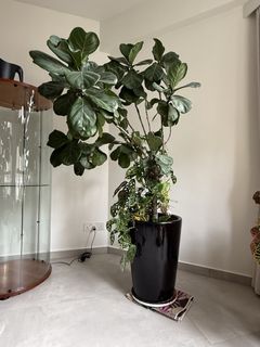 (Category: ) located in . Submitted by anchitdoegar (Listing ID 1443556039, Image 1). Description: .