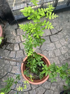(Category: ) located in . Submitted by roseandplants (Listing ID 1443555759, Image 1). Description: .
