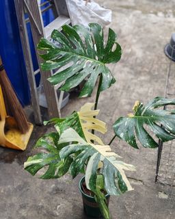(Category: ) located in . Submitted by plantcorner (Listing ID 1443667292, Image 1). Description: .