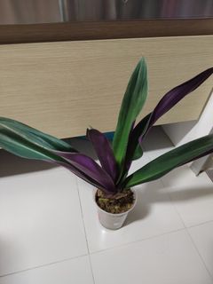 (Category: ) located in . Submitted by bumpmeforgddeals (Listing ID 1443681110, Image 1). Description: .