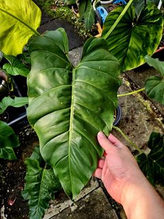 (Category: ) located in . Submitted by plantedbydan (Listing ID 1443595625, Image 1). Description: .