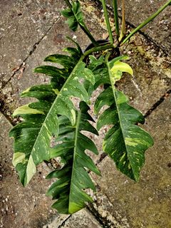 (Category: ) located in . Submitted by plantedbydan (Listing ID 1443593801, Image 1). Description: .