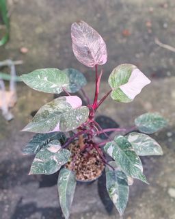 (Category: ) located in . Submitted by plantcorner (Listing ID 1443667512, Image 1). Description: .