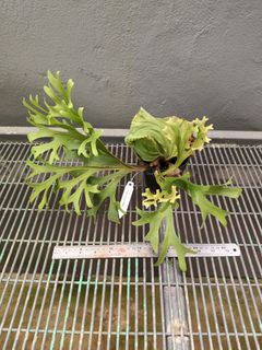 Platycerium and other plants Collection item 2