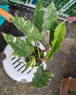 (Category: ) located in . Submitted by plantcorner (Listing ID 1443667018, Image 1). Description: .
