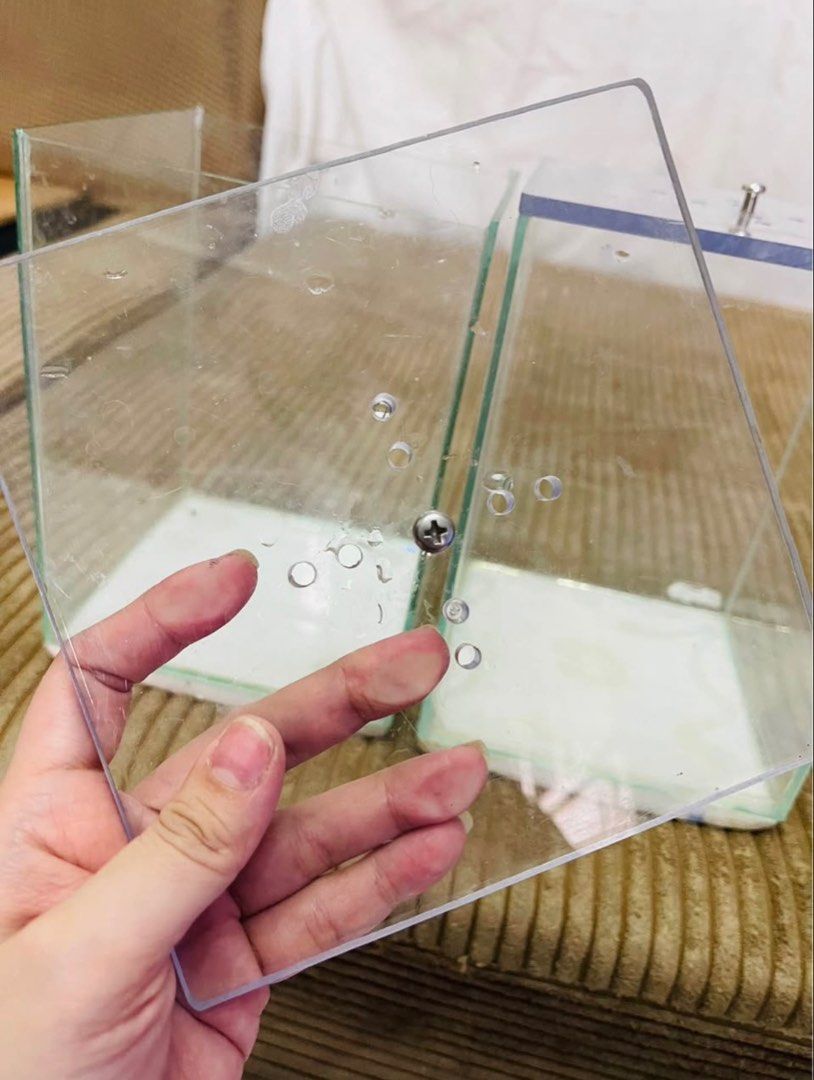 6x6x8 Betta tank with Lid (Category: Homes & Other Pet Accessories) located in Quezon City. Submitted by abysyosaaa (Listing ID 1443822316, Image 2). Description: 3pc 6x6x8 Betta tank with Polycarbonate Lid ₱200 each Used for 1month No issue Super safe si betta .
