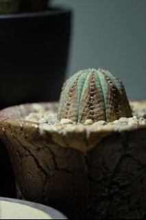 （分類：）位於 。 由 h.zpy 提交（商品編號 1443801046，圖片 1）。簡介： 。