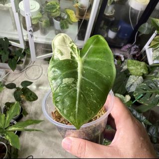 (Category: ) located in . Submitted by planteric (Listing ID 1443860192, Image 1). Description: .