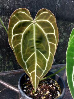 (Category: ) located in . Submitted by plantsnp (Listing ID 1443586268, Image 1). Description: .