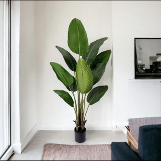 (Category: ) located in . Submitted by regaliax (Listing ID 1443781970, Image 1). Description: .