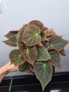 (Category: ) located in . Submitted by hmflowers (Listing ID 1443879207, Image 1). Description: .