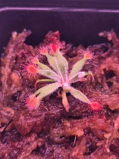 (Category: ) located in . Submitted by greencarnivore (Listing ID 1443860063, Image 1). Description: .