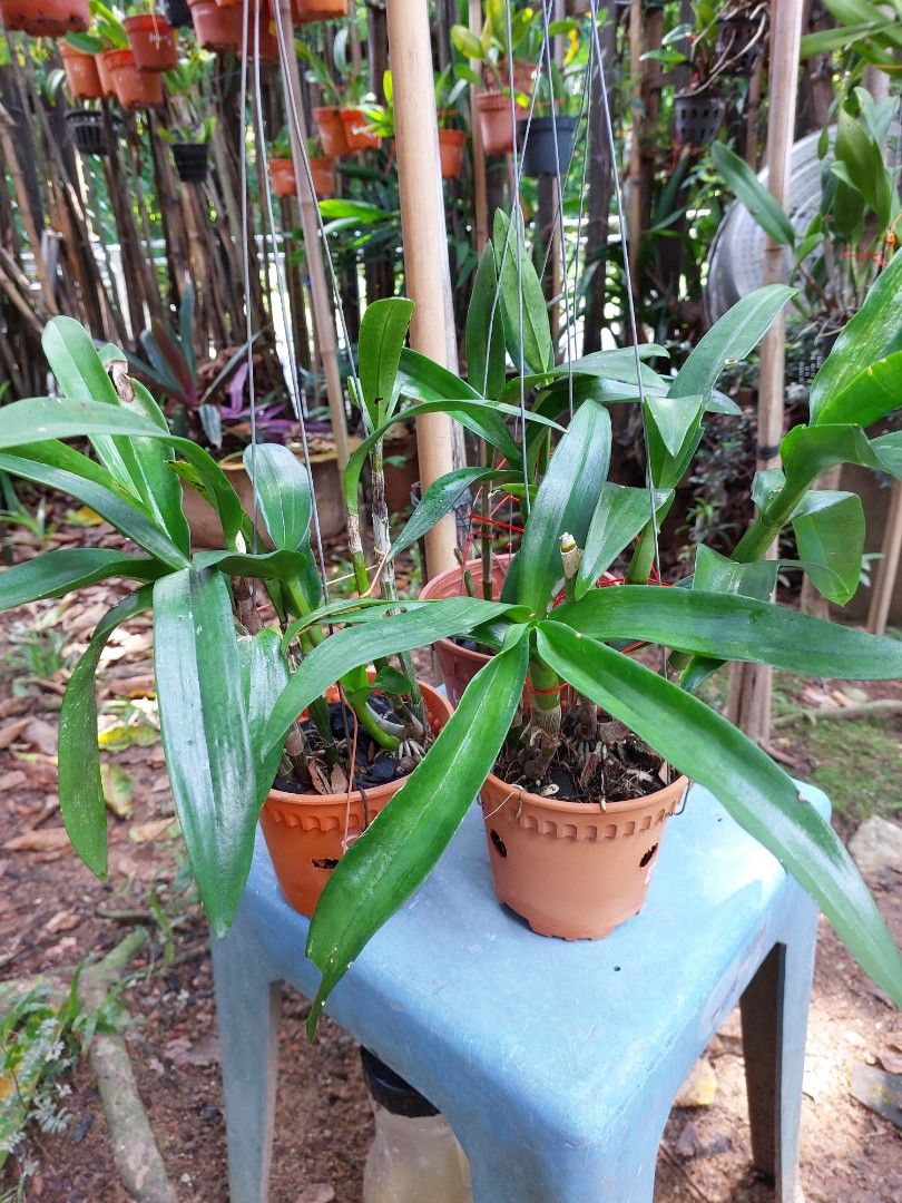 Dendrobium orchids (Category: Flowers & Bouquets) located in Singapore. Submitted by lluddimun.sb (Listing ID 1443786310, Image 1). Description: strong growing ,blooming size plants 3 pots for a special price of 12 dollars only..