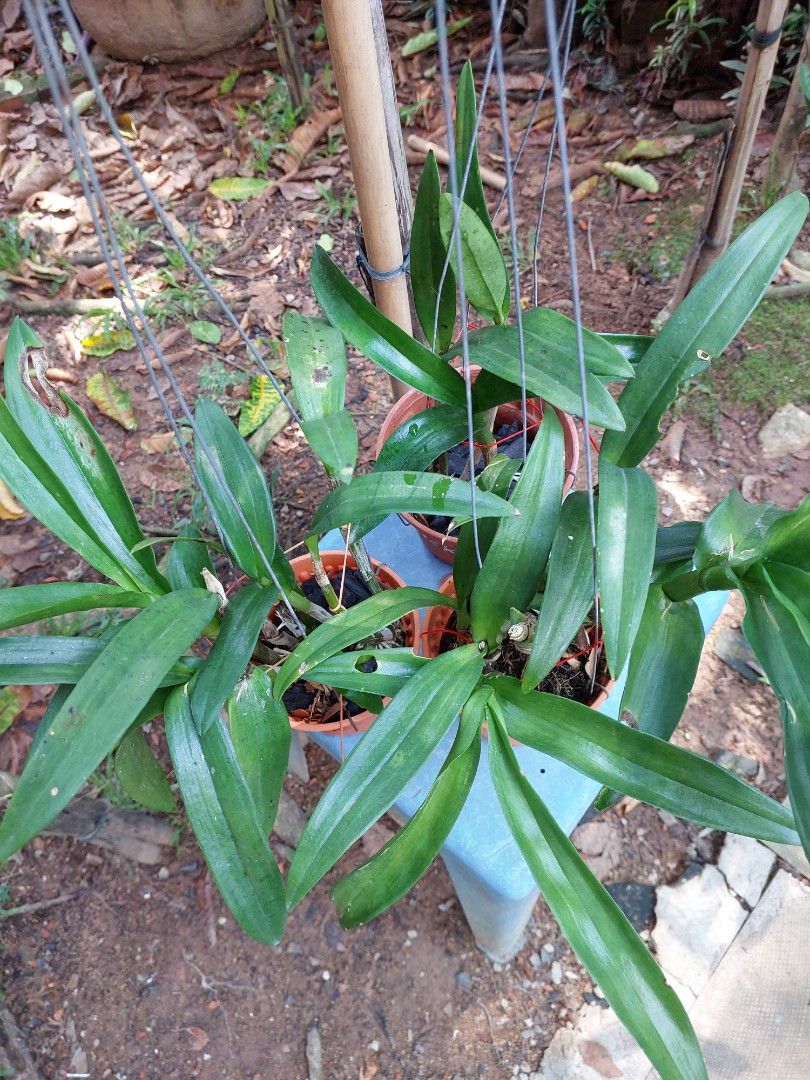 Dendrobium orchids (Category: Flowers & Bouquets) located in Singapore. Submitted by lluddimun.sb (Listing ID 1443786310, Image 2). Description: strong growing ,blooming size plants 3 pots for a special price of 12 dollars only..