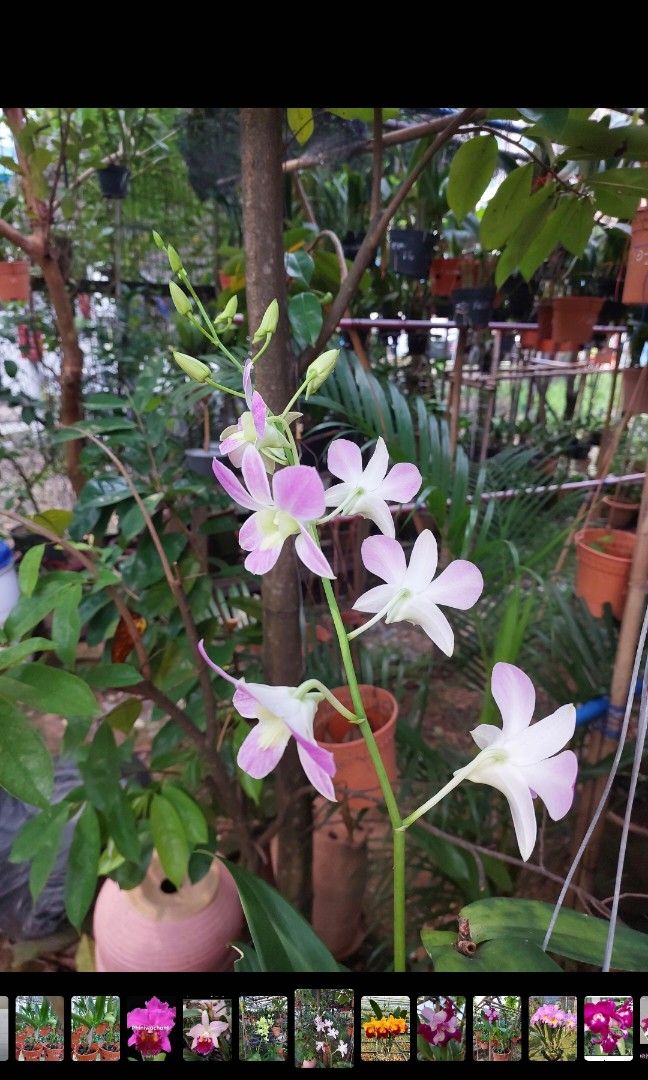Dendrobium orchids (Category: Flowers & Bouquets) located in Singapore. Submitted by lluddimun.sb (Listing ID 1443786310, Image 3). Description: strong growing ,blooming size plants 3 pots for a special price of 12 dollars only..