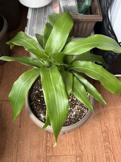 (Category: ) located in . Submitted by not_a_plant_hoarder (Listing ID 1443806004, Image 1). Description: .