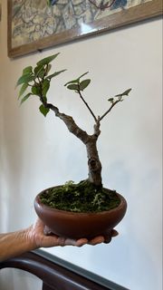 （分類：）位於 。 由 dlyly 提交（商品編號 1443736919，圖片 1）。簡介： 。