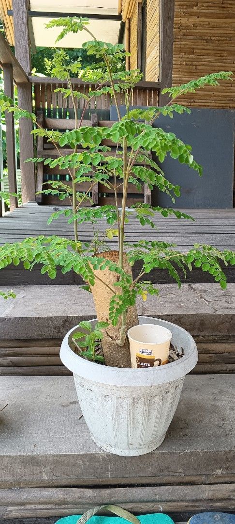 Malungay or Moringa Bonsai in pots (Category: Plants & Seeds) located in Pulilan. Submitted by smartshopper516 (Listing ID 1443761739, Image 2). Description: - Two healthy Moringa plants from trunk cuttings - Potted in soil , can be shipped without the soil -with new growing branches - Known for nutritional benefits - Perfect for small balconies -.