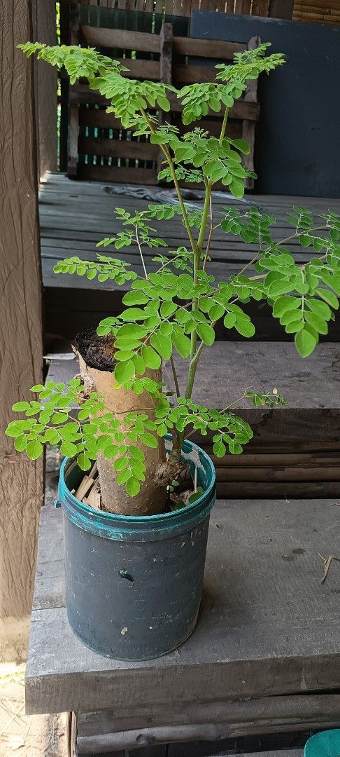 Malungay or Moringa Bonsai in pots (Category: Plants & Seeds) located in Pulilan. Submitted by smartshopper516 (Listing ID 1443761739, Image 3). Description: - Two healthy Moringa plants from trunk cuttings - Potted in soil , can be shipped without the soil -with new growing branches - Known for nutritional benefits - Perfect for small balconies -.