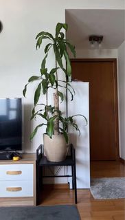 （分類：）位於 。 由 bk410 提交（商品編號 1443843447，圖片 1）。簡介： 。