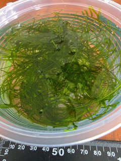 (Category: ) located in . Submitted by thenaturalhobbyist (Listing ID 1443752509, Image 1). Description: .