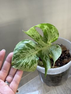 (Category: ) located in . Submitted by plant_habitat (Listing ID 1443848210, Image 1). Description: .