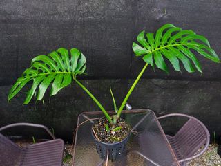 (Category: ) located in . Submitted by plantsnp (Listing ID 1443844752, Image 1). Description: .