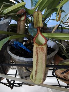 (Category: ) located in . Submitted by johnnyb78 (Listing ID 1443879831, Image 1). Description: .